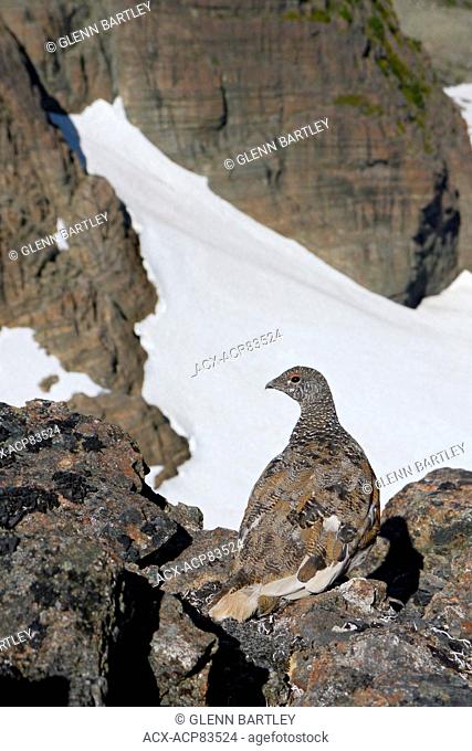 White-tailed Ptarmigan (Lagopus leucurus) perched on a rock in Strathcona Park, British Columbia, Canada