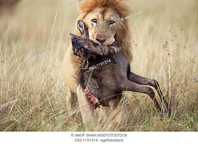Lion (Panthera leo) male carrying carcass of a dead wildebeest (Connochaetes taurinus) in its mouth, Maasai Mara National Reserve, Kenya