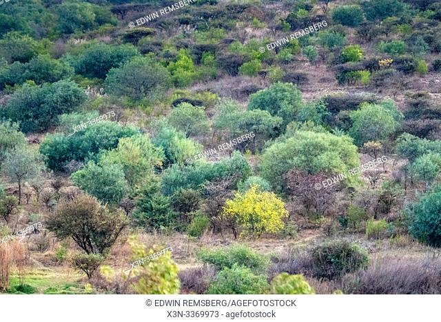 The shrubbery and bushes that dominates the landscape outside of Mekele, Ethiopia. Mekele, Ethiopia