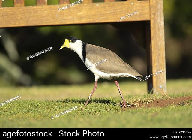 Masked lapwing (Vanellus miles) adult bird searching for food on a grass lawn, Royal Botanical gardens, Sydney, New South Wales, Australia, Oceania