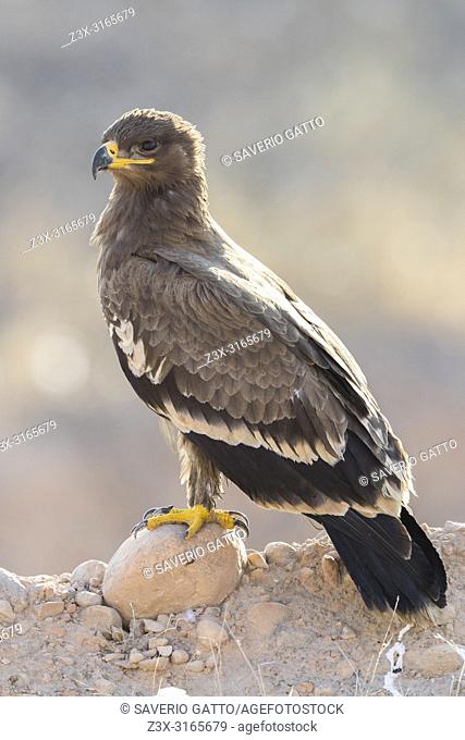 Steppe Eagle (Aquila nipalensis orientalis), juvenile standing on the ground
