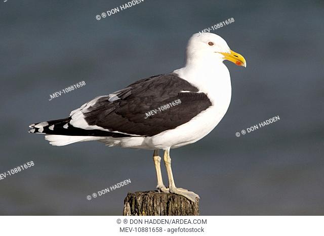 Kelp Gull / Black-backed Gull - perched on post (Larus dominicanus). Near Thames - North Island - New Zealand