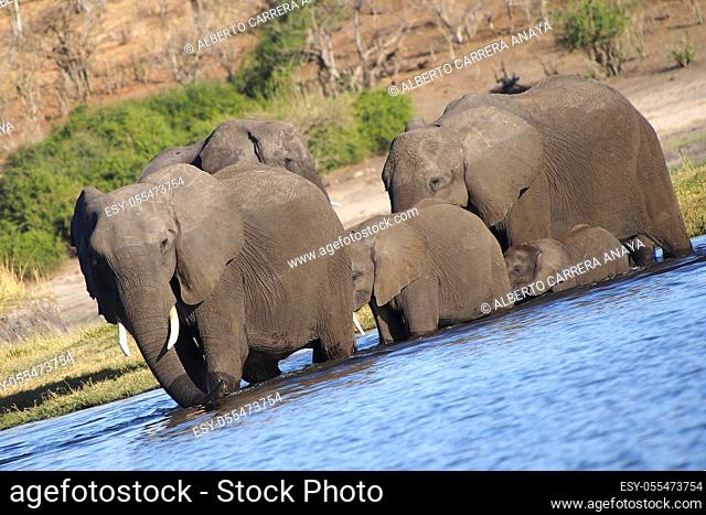 Elephant, Loxodonta africana, Chobe River, Chobe National Park, Botswana, Africa
