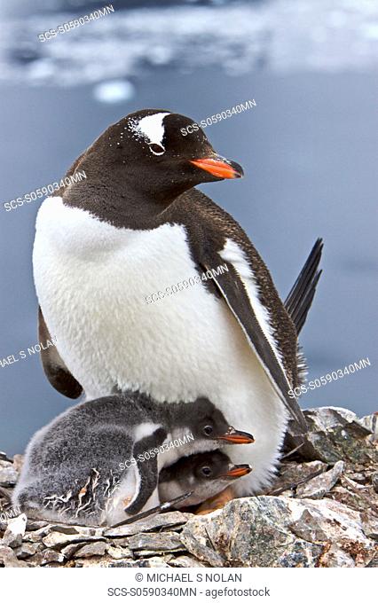 Gentoo penguin Pygoscelis papua adults with chicks in Antarctica The Gentoo Penguin is one of three species in the genus Pygoscelis It is the third largest of...