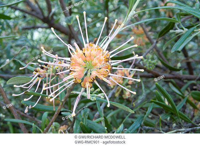 FLOWER OF THE AUSTRALIAN HYBRID GREVILLEA 'APRICOT GLOW'