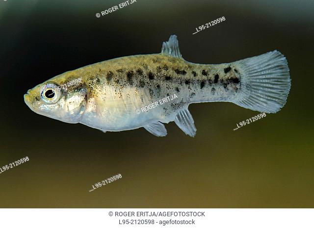 Female of Aphanius iberus, a mosquito larvivorous fish species presently endangered in the Mediterranean since the introduction of the American mosquitofish...