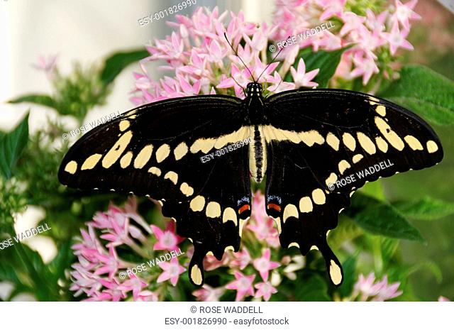 Giant Swallowtail on Pink Flowers