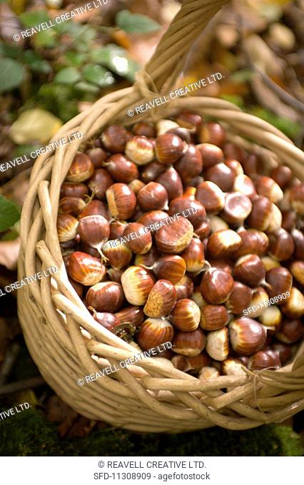A basket of edible chestnuts in a forest