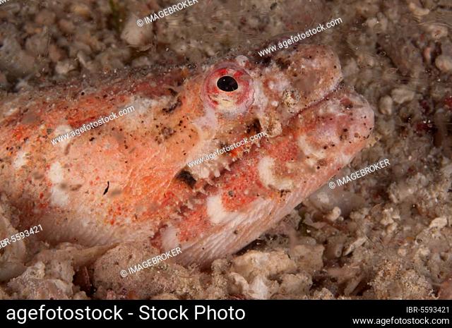 Snake Eel, Eels, Other animals, Fish, Animals, Reptilian Snake Eel (Brachysomophis henshawi) adult, close-up of head, Mabul Island, Sabah, Borneo, Malaysia