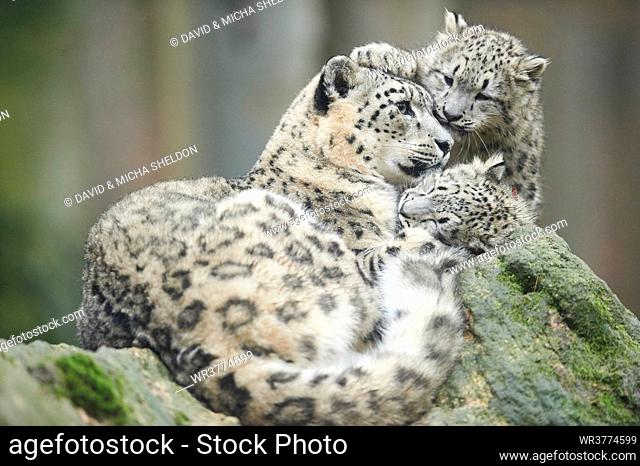 Three snow leopards, Uncia Uncia, Germany, Europe