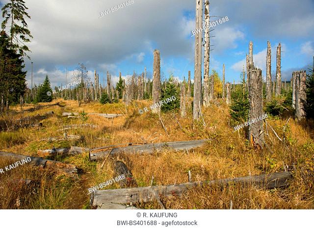 wind throw of trees after stormy weather, Germany, Bavaria, Bavarian Forest National Park