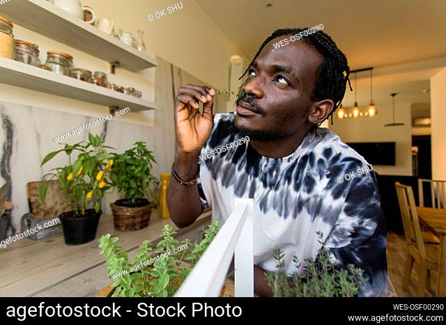 Young man smelling thyme twig at home
