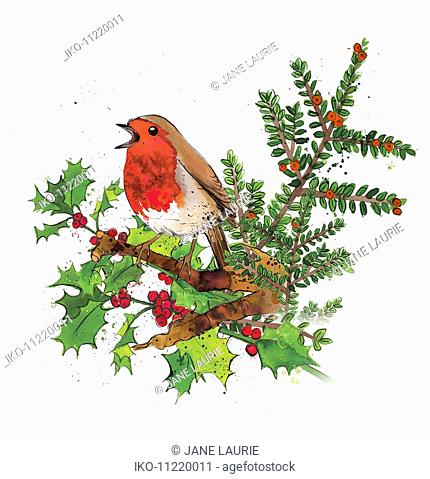 Robin redbreast sitting on sprig of holly and cotoneaster with red berries in winter