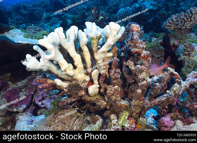 Coral Bleaching, Fakarava, Tuamotu Archipel, French Polynesia