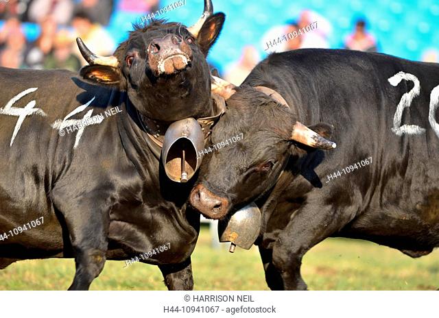 Two cows fighting as part of a competition to establish the dominant female to lead the herd to summer pastures