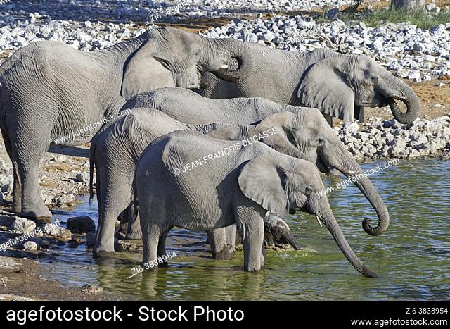 African bush elephants (Loxodonta africana), herd with a lying elephant baby drinking at Okaukuejo waterhole, Etosha National Park, Namibia, Africa