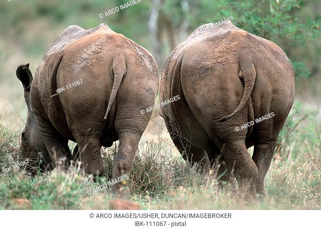Black Rhinocerosses, Kruger national park South Africa / (Diceros bicornis)