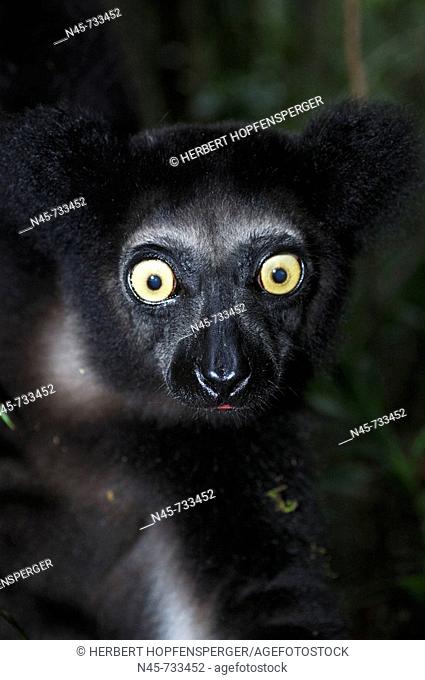 Indri Lemur. Madagascar