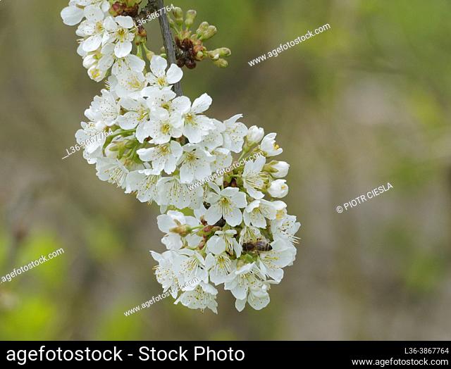 Poland. Blooming cherry tree