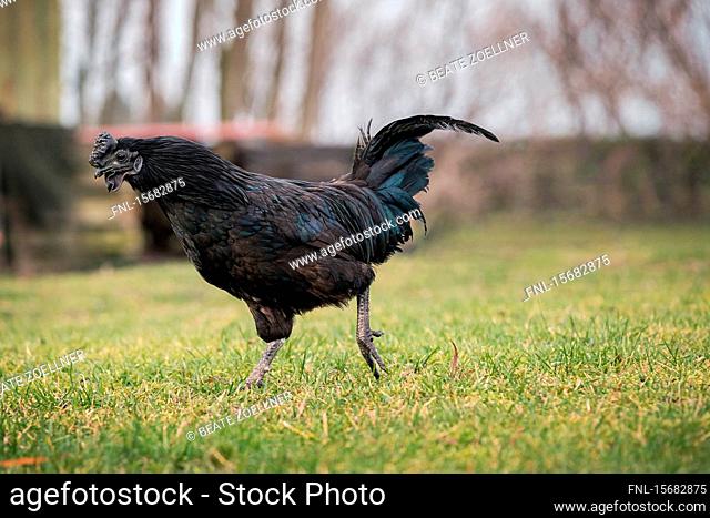Black Ayam Cemani rooster, Schleswig-Holstein, Germany, Europe