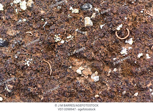 Catapyrenium squamulosum, Placidium squamulosum or Dermatocarpon trapeziforme is a squamulose lichen that grows on clay soils (photo) or calcareous soils