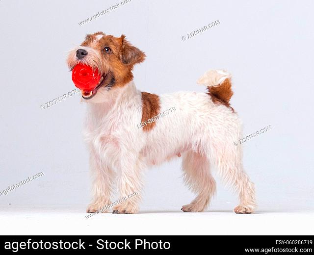 Jack Russell Terrier Puppy with red ball Close Up On White Background, Copy Space. Studio Shot