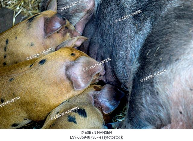 spotted Piglets in the pig trail sleeping in the straw and suckling the mother sow