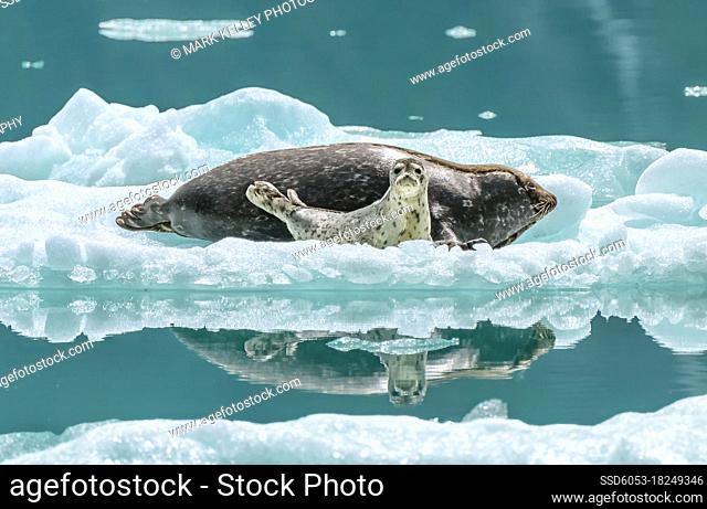 A harbor seal and pup find refuge from predators on an iceberg