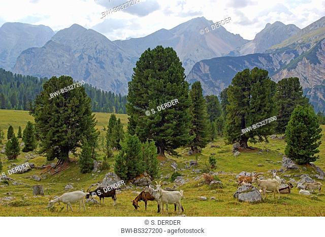 domestic goat (Capra hircus, Capra aegagrus f. hircus), free range goats in mountain landscape, Italy, South Tyrol, Dolomiten , Fanes National Park
