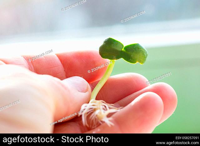 Small Spring sprout in horticultural farm. Concept of a green life. Ecology and environment background