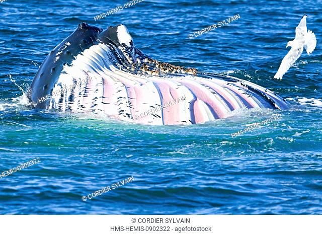 Norway, Svalbard, Nordaustlandet, Humpback whale (Megaptera novaeangliae), feeding on the surface, horizontal feed, mouth open laterally to take the plankton