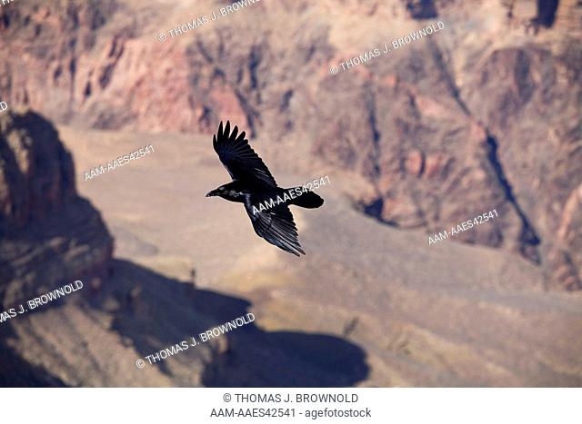 Raven (Corvus corax) soaring over Grand Canyon