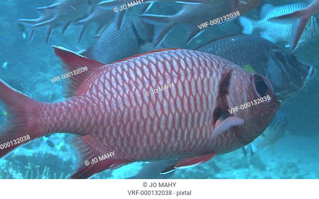 Soldierfish blotcheye Myripristis murdjan schooling, Indian ocean, Maldives