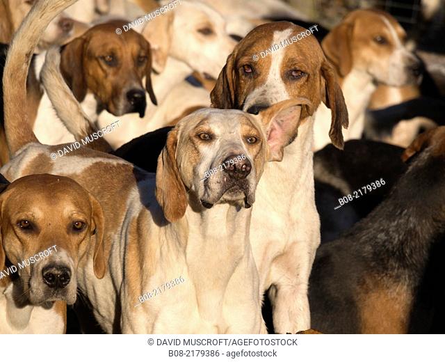 Hounds ready for a traditiojnal English fox hunting meeting in Derbyshire, UK