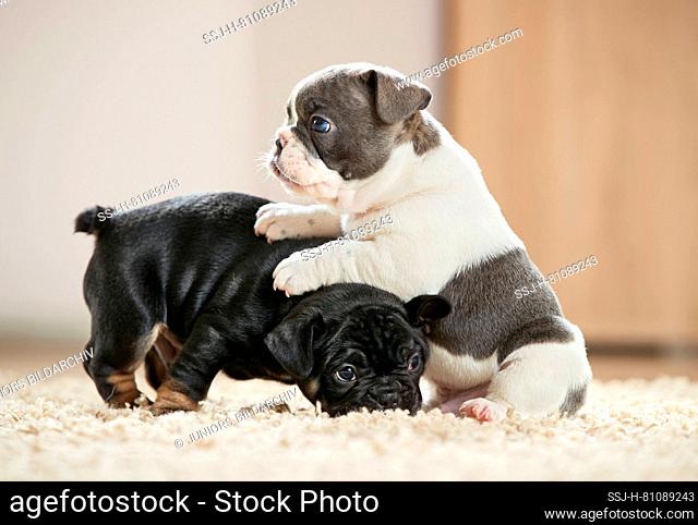 French Bulldog. Two puppies playing on a rug. Germany
