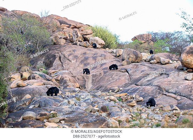 Asia, India, Karnataka, Sandur Mountain Range, Sloth bear Melursus ursinus