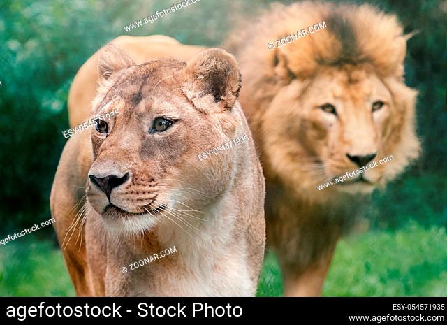Close up of lioness and lion with blurry background