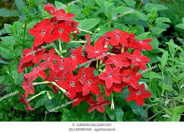 Ornamental Tobacco (Nicotiana x sanderae), flowering