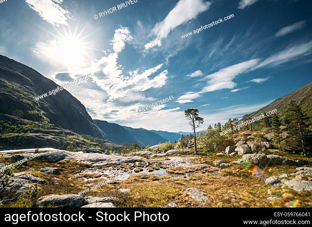 Kinsarvik, Hordaland, Norway. Summer Forest In Hardangervidda Mountain Plateau. Famous Norwegian Landmark And Popular Destination