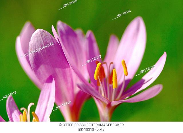 Meadow saffron (Colchicum autumnale)