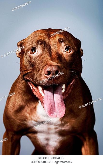 Portrait of a pitbull with tongue sticking out