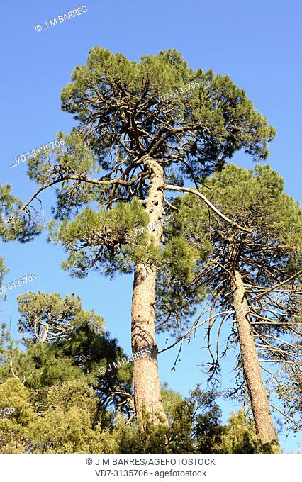 Pyreneean pine (Pinus nigra salzmannii) is a coniferous tree native to Spain, southern France and north Africa. This photo was taken in Sierra de Cazorla...
