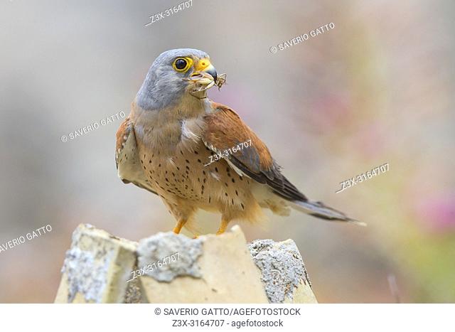 Lesser Kestrel, Matera, Basilicata, Italy (Falco naumanni)