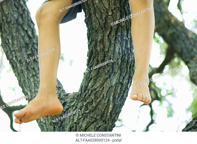 Child sitting in tree, legs dangling, low angle view, cropped