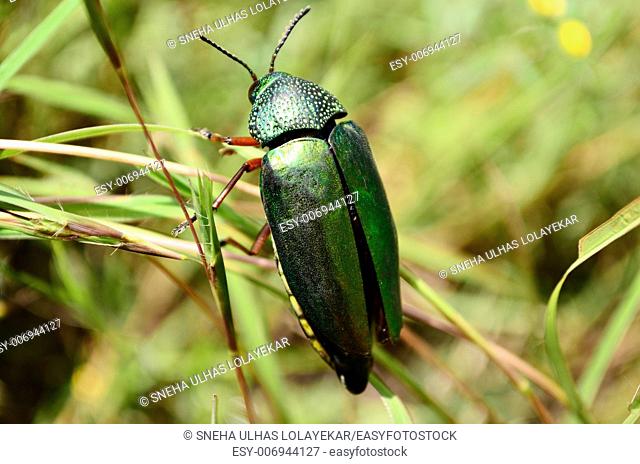 Blister Beetle Lytta vesicatoria, Poona, Maharashtra, India