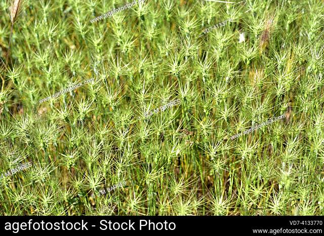 Ovate goatgrass (Aegilops geniculata) is an annual herb native to Mediterranean region. This photo was taken in Adahuesca, Huesca, Aragon, Spain