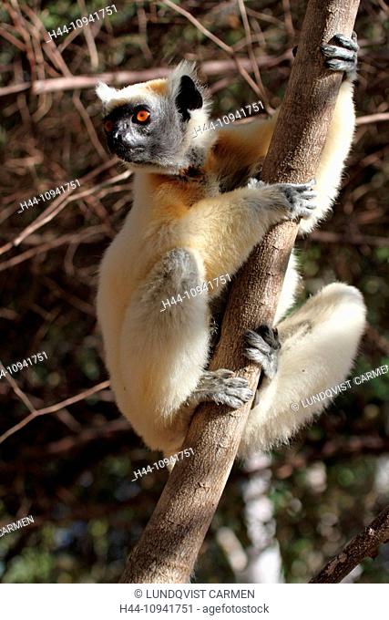 animal, primate, mammal, lemur, sifaka, Tattersall's sifaka, Golden-crowned sifaka, side view, lateral view, endemic, nocturnal, dry, deciduous, forest, Kirindy