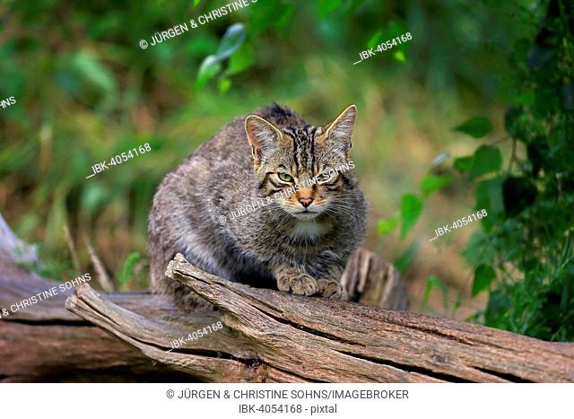 European Wildcat (Felis silvestris silvestris), adult, Surrey, England, United Kingdom