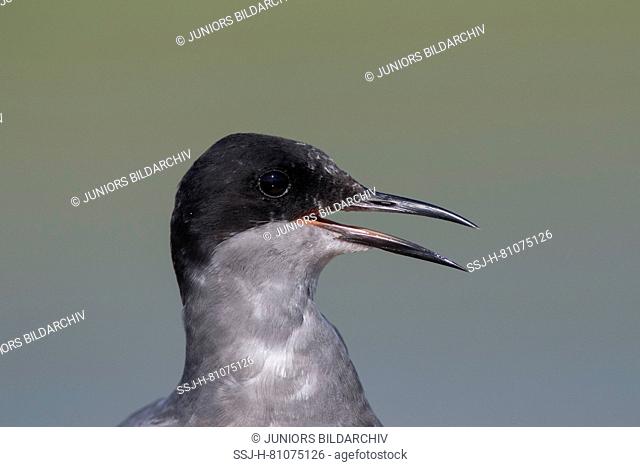 Black Tern (Chlidonias niger). Portrait of adult, calling. Germany