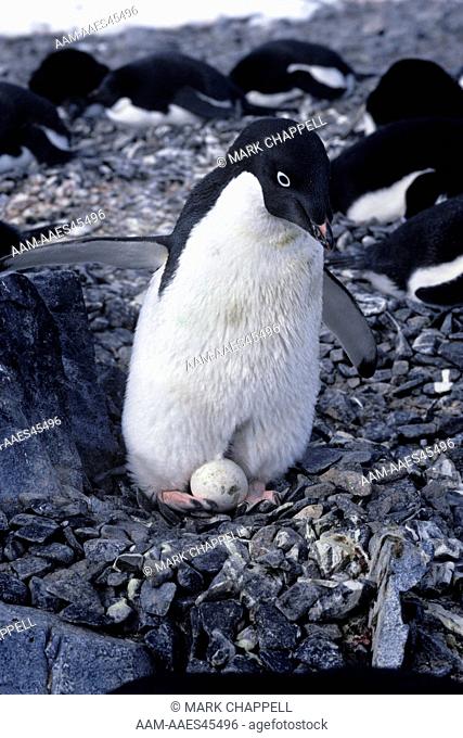 Adelie Penguin Incubating (Pygoscelis adeliae) Anvers Island, Antarctic